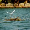 Arrival_at_Rest_Stop_Bird_in_Alleppey 3
